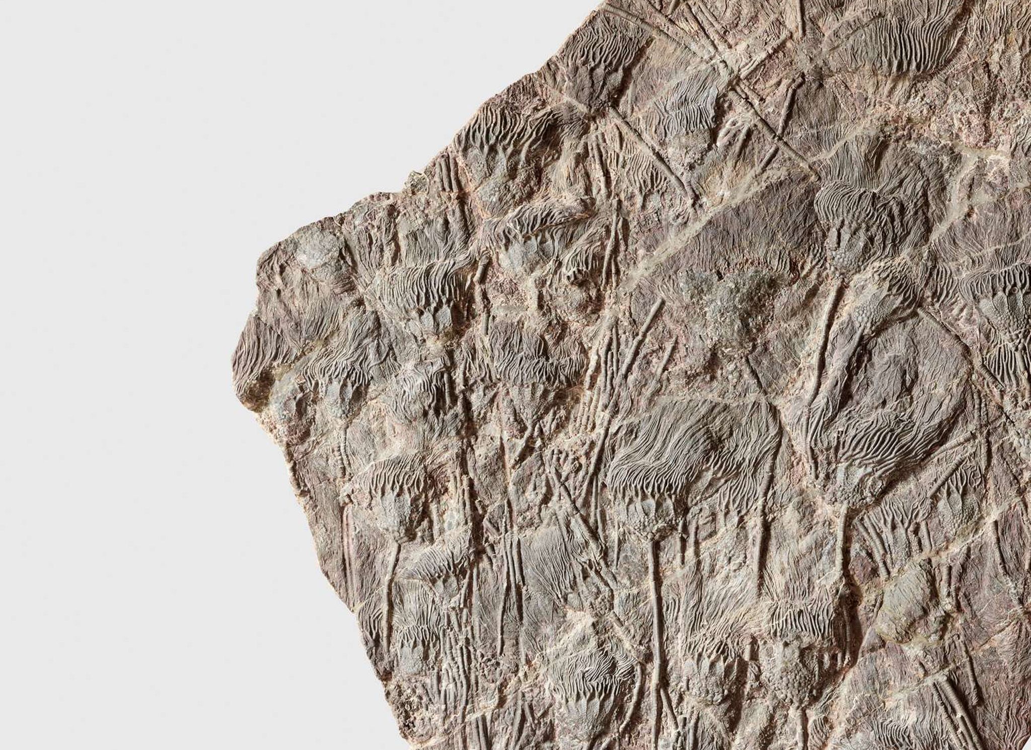 Fossils, Minerals & Natural History